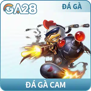 Đá gà cam